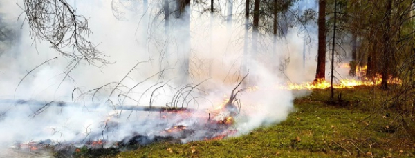 NA SYGNALE: Ponad 20 ha lasu poszło z dymem [Zdjęcia]