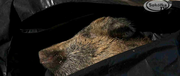 INTERWENCJA: Martwe dziki zalegały przy szosie [Film]