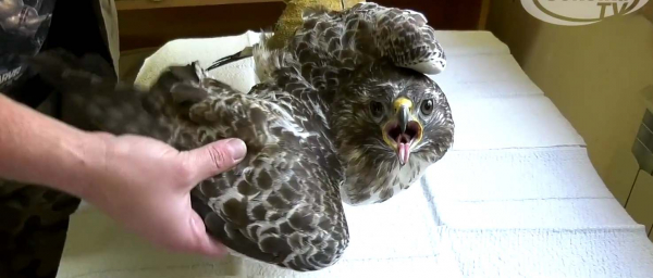 Ranny drapieżnik trafił do przytuliska [Film]