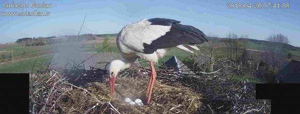 Sok&oacute;lskie bociany na antenie TVN [Film]