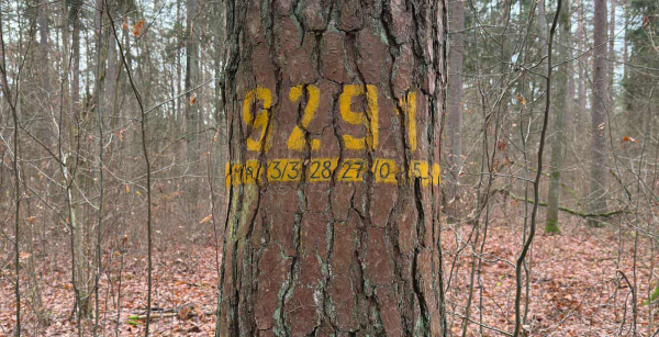 Drzewa mateczne &ndash; skarbnica najlepszych cech lasu.