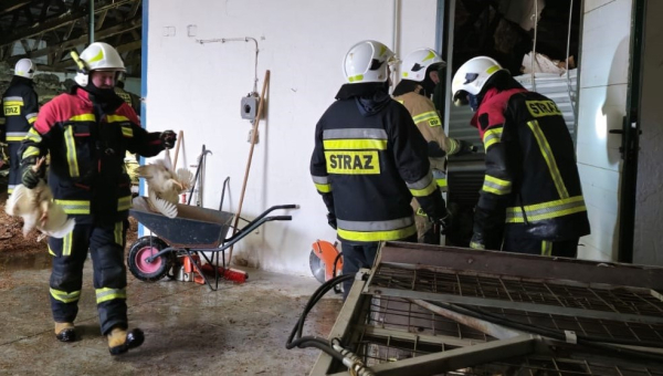 Strażacy wykonali dostęp i wydobyli spod gruz&oacute;w ok. 3500 szt. drobiu.