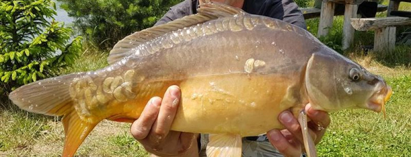 Powiatowe Zawody Karpiowe o Puchar Starosty Sok&oacute;lskiego