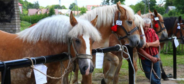 II Wojewódzka Wystawa Koni Rasy Polski Koń Zimnokrwisty w Dąbrowie Białostockiej