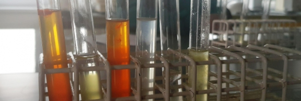 GMO i czekolada&hellip; [Zdjęcia]