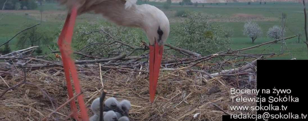 Bociania rodzina w komplecie [Film, NA ŻYWO]