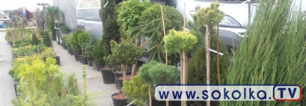 Prawdziwa wiosna na sok&oacute;lskim rynku [Zdjęcia]