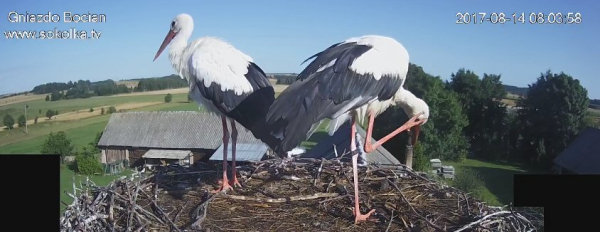Tylko rodzice pilnują gniazda [Transmisja Na Żywo]