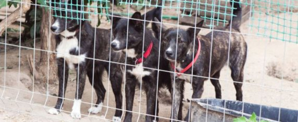 Kiermasz ciast i r&oacute;żnorodności na rzecz sok&oacute;lskiego schroniska.