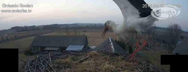 Pierwszy przylot bociana i porządki w gnieździe [film]