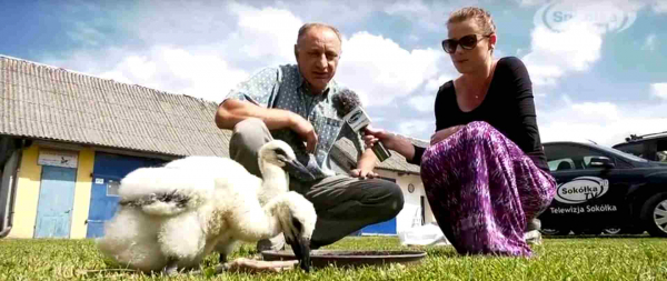 Internauci wspierają sok&oacute;lskie bociany [Film]