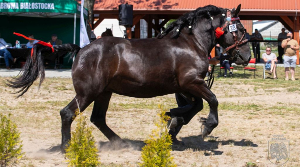 Konne emocje w Dąbrowie Białostockiej &ndash; wojew&oacute;dzka wystawa przyciągnęła najlepszych hodowc&oacute;w
