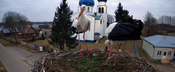 Już są! Lokatorzy gniazda w nowym sezonie