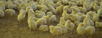 Dąbrowa Białostocka walczy z wyludnieniem – szansą nowe miejsca pracy