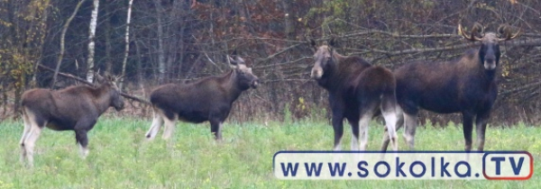 Łosiowa rodzina spod Sok&oacute;łki [Film i zdjęcia]