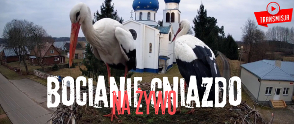 Bocianie gniazdo  NA ŻYWO sezon 2025