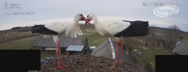 Przed nami kolejny sezon z bocianami Online [NA ŻYWO]