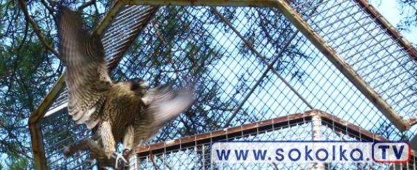 Kolejne sokoły wędrowne wr&oacute;ciły na wolność [Film i Zdjęcia]