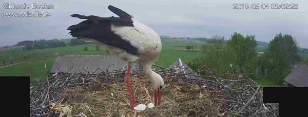 Sok&oacute;lskie gniazdo numerem 1 w Polsce [NA ŻYWO]