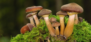 Co zrobić, gdy zgubisz się w lesie?