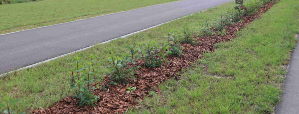 Więcej Zieleni w Dąbrowie Białostockiej