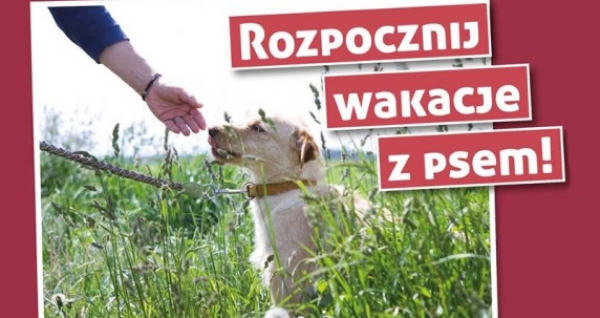 Rozpocznij wakacje z psem