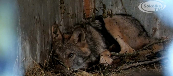 Omal nie zginął pod kołami samochodu [Film]