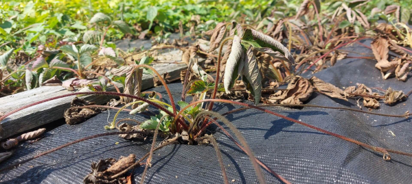 Rolnicy z gminy Szudziałowo skarżą się na plantatora, kt&oacute;ry używa armatek przeciwgradowych [Zdjęcia]