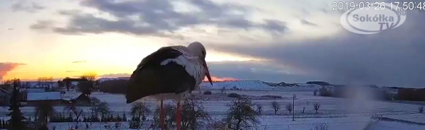 Timelapse: Zach&oacute;d słońca z bocianem w tle [Film]