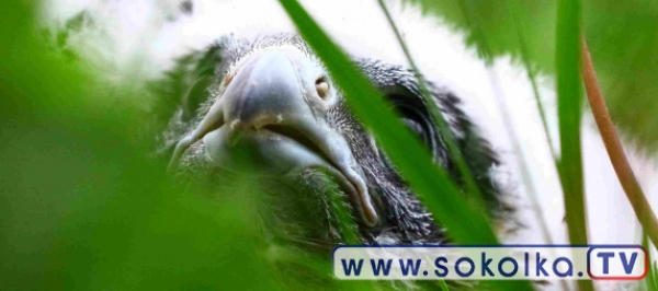 Obrączkowanie Sokoł&oacute;w w Poczopku [Film i Zdjęcia]