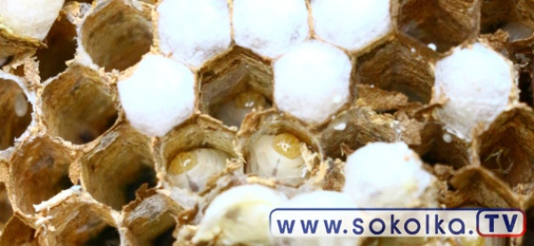 NA SYGNALE: Likwidacja gniazda szerszeni w Kamionce Nowej [Film i Zdjęcia]