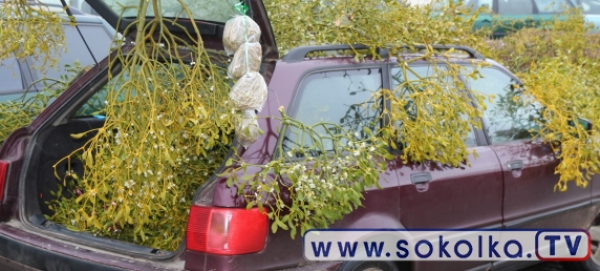 Nie masz jeszcze choinki? [Zdjęcia]