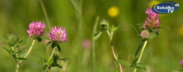 Zalew w Sok&oacute;łce w rozdzielczości 4K [Film]