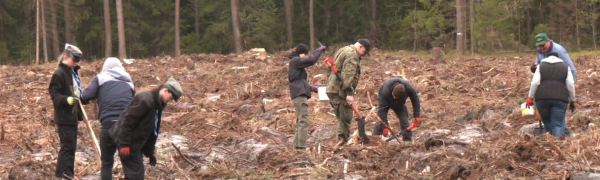 Wsp&oacute;lne sadzenie drzew w Gminie Suchowola [Film]