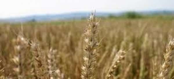 Susza daje się we znaki rolnikom