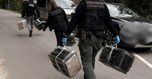 Funkcjonariusze Podlaskiego Oddziału Straży Granicznej udaremnili przemyt nielegalnych wyrobów tytoniowych przerzucanych przez granicę przy użyciu drona.