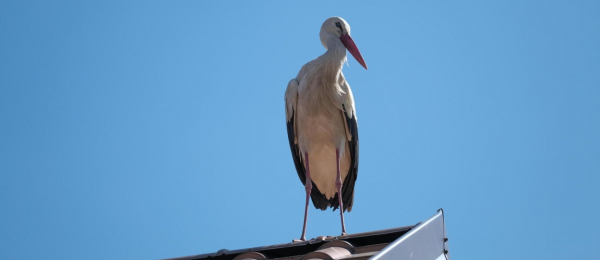 Wkr&oacute;tce młode bociany będą się uczyć latać