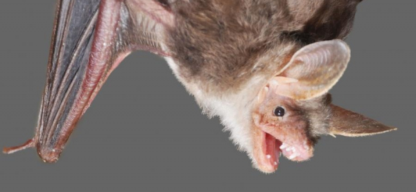 NA SYGNALE: Strażacy musieli usunąć agresywnego lokatora