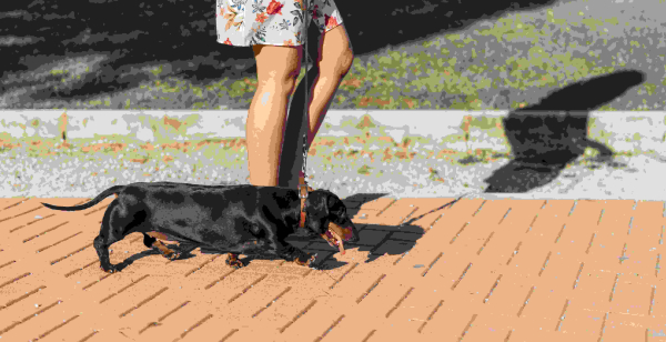 Jak rozpoznać udar cieplny u psa i kota i jak reagować?