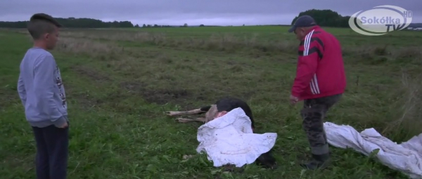 INTERWENCJA: Wilki atakują !!! [AKTUALIZACJA] [Film]