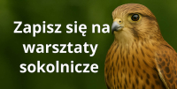 Zaproszenie do udziału w warsztach „Sokolnictwo – czy to dla mnie?”