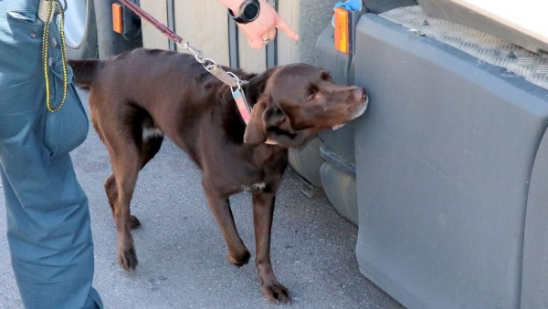 Labradorka Mila znalazła papierosy ukryte w tłumiku ciężar&oacute;wki [Zdjęcia]