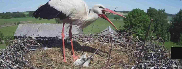 Są już cztery pisklaki [NA ŻYWO]