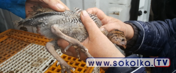 Młode perliczki po 18zł/szt. Relacja z poniedziałkowego rynku [Zdjęcia]