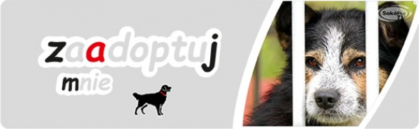 Zaadoptuj mnie: Fiona szuka dobrego domu [Zdjęcia]