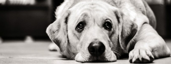 Pies ma świadomość trzyletniego dziecka. Nie porzucaj. [Zdjęcia i Film]