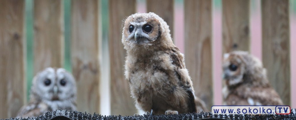 Młode puszczyki wr&oacute;ciły na wolność [Film i Zdjęcia]