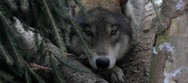 Coraz więcej zgłoszeń o szkodach powodowanych przez wilki