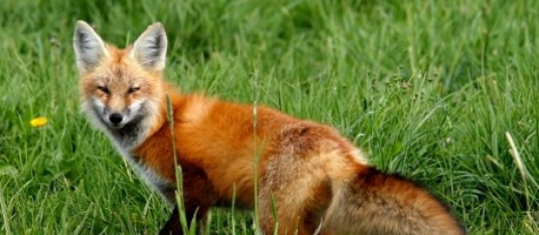 Jesienna akcja szczepienia lis&oacute;w