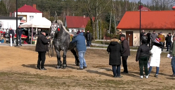 Dąbrowa Białostocka: Wiosenna kwalifikacja ogier&oacute;w oraz przegląd klaczy sok&oacute;lskich [Film]